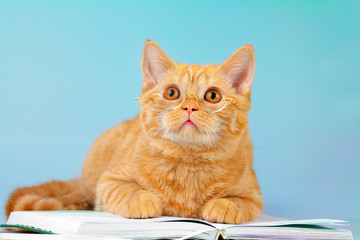 Cute business cat wearing glasses reading notebook (book)