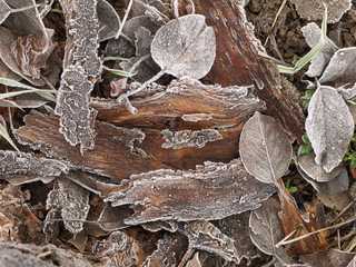 frost on the pieces of bark and leaves