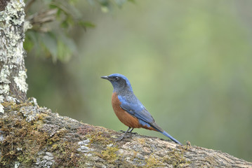 Bird on the best perch (Chestnut-bellied Rock-Thrush) , Chiangma