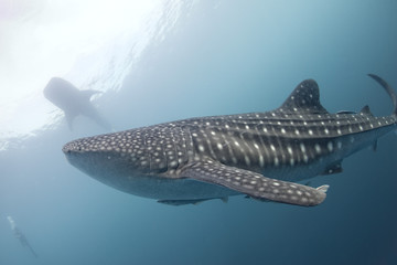 Fototapeta premium Whale Shark close up underwater portrait