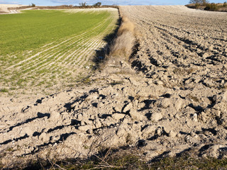 Campo de Pinto