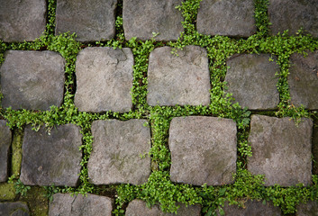 Obraz premium Old pavement with grass growing through the seems