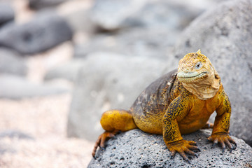 Land iguana