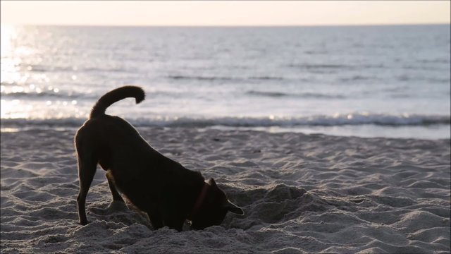 Hund am Strand gräbt Loch