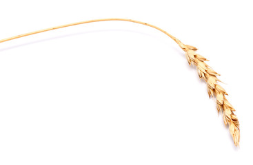wheat ear