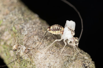 Barklice, psocoptera extreme closeup with high magnification