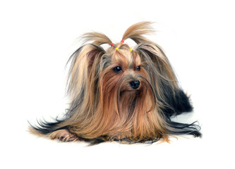 Dog yorkshire terrier isolated on white