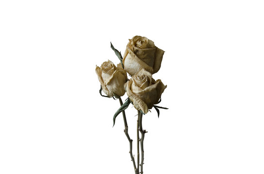 Three withered roses Stock Photo | Adobe Stock