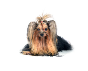 Dog yorkshire terrier isolated on white