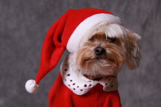 Chien au bonet