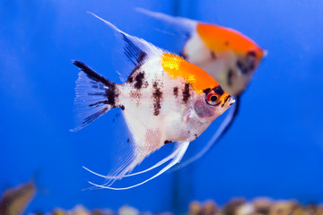 Aquarium fish