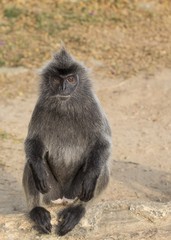 Silvered Leaf Monkey