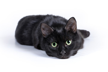 Black cat lying on a white background, looking at camera