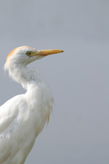 Portrait of a great white egret