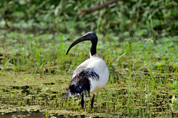 Sacred Ibis standing in a grassy field