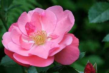Obraz premium Pink rose