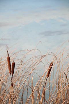Schilfkolben am See - Hochformat