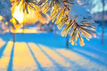 Photo sur Plexiglas Hiver Coniferous branch against a colourful decline