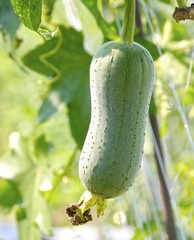The close view of loofah gourd closeup