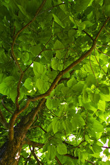 Blätterwerk eines Baumes