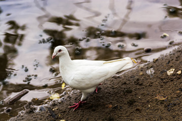 White pigeon.