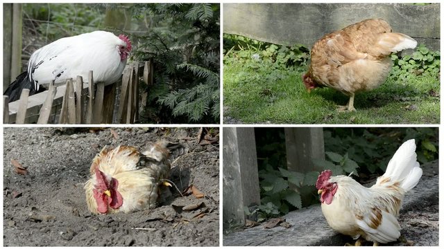H&uuml;hner collage