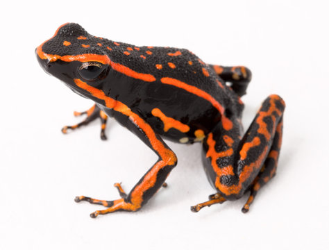 red striped poison arrow frog
