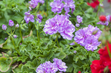 Fototapeta na wymiar Color purple flower