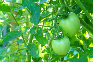 fresh green tomatoes on tree