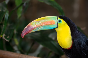 Keel-billed Toucan