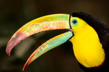 Keel-billed Toucan