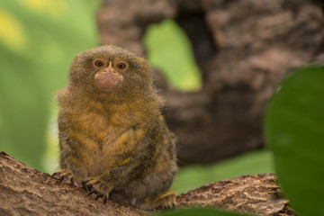 Pygmy Marmoset