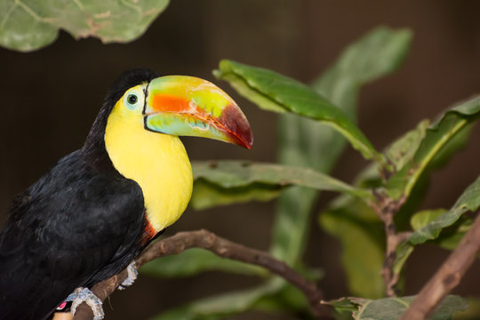 Fototapeta Keel-billed Toucan
