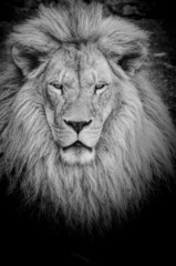 Dangerous lion b&w