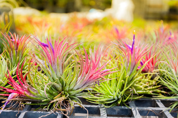 tillandsia plant