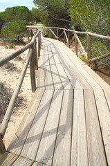 boardwalk and pines