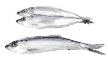 Fresh fish isolated on white