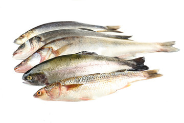 Fresh fish isolated on white