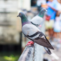 Pigeon perch on a  Rack