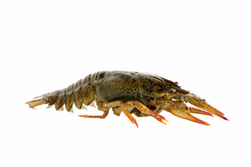 Crayfish.