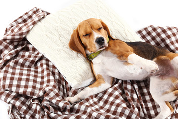 Beagle dog on plaid close-up