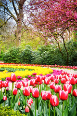 Spring park with multicolor tulips. Keukenhof garden, Netherland