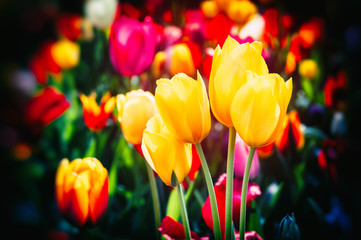 Blooming spring tulips