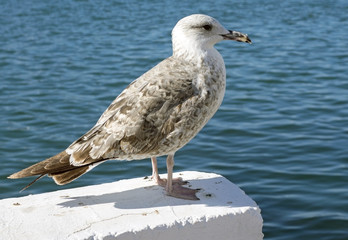 sea gull