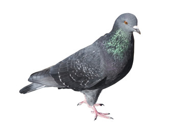 Pigeon