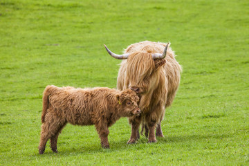 Family on the Meadow - Scottish Cattle and Calf, Scotland
