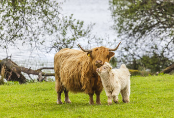 Scottish cattle with calf - cows, long hair and horns, Scotland
