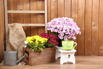 Chrysanthemum bush in wooden boxes on wooden wall background