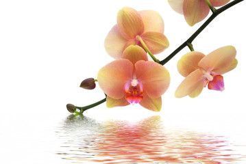 Orchid and reflection on white background