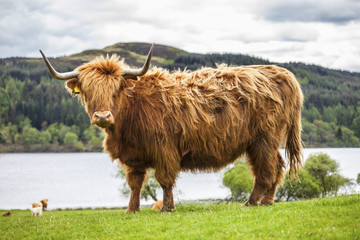 King of the Meadow - Incredible Scottish Cattle